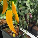 Ver imagem 3 de Kit Easy2grow para Plantio com Tanque 47 Litros Autopot