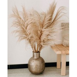 Kit 10 Capim Dos Pampas Plumas Grandes Natural Arranjos - 5