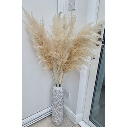 Kit 10 Capim Dos Pampas Plumas Grandes Natural Arranjos - 7