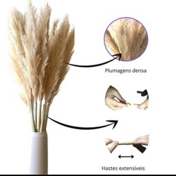 Kit 10 Capim Dos Pampas Plumas Grandes Natural Arranjos - 4