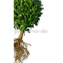 Ver imagem 2 de Buchinho