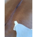 Ver imagem 3 de Tapete de Couro Pele Pequena Bezerro (nonato) Bege Jersey