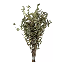 Buquê Eucalipto Selvagem Desidratado Seco Decoração Arranjo - 4