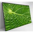 Ver imagem 5 de Quadro Folha Floresta Amazônica Medidas 120x80 Cm Impressão Adesivo Fotográfico