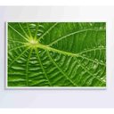 Ver imagem 4 de Quadro Folha Floresta Amazônica Medidas 120x80 Cm Impressão Adesivo Fotográfico