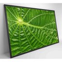Ver imagem 3 de Quadro Folha Floresta Amazônica Medidas 120x80 Cm Impressão Adesivo Fotográfico