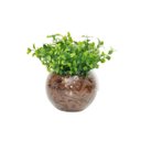 Ver imagem 1 de Arranjo Planta Flor Eucalipto Verde Artificial Com Vaso