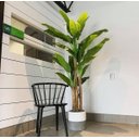 Ver imagem 1 de Planta Artificial Bananeira Grande Planta Decoração com 1.90m