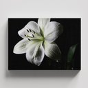 Ver imagem 1 de Quadro Decorativo para Sala Quarto Flor Lírio Modernos em Tecido Canvas