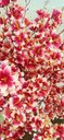 Ver imagem 3 de Planta Artificial Árvore LÍRIO ROSA VINTAGE com 1,30 metros de altura