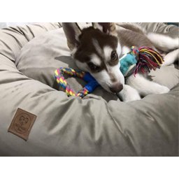 Cama Resistente para Cachorro Nuvem Veludo xg 100x100:Avelã Veludo - 3