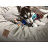 Cama Resistente para Cachorro Nuvem Veludo xg 100x100:Avelã Veludo - 3