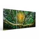 Ver imagem 2 de Kit 3 Quadros Retangulares - Copa da Grande Árvore