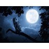 Papel De Parede Lua Cheia Noite Coruja 3D 7,50m² Lua17 - 2