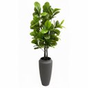 Ver imagem 2 de Árvore Ficus Lyrata Toque Real 210cm com Tronco Natural e Vaso Thai Cinza