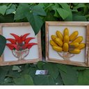 Ver imagem 6 de Quadros madeira feito a mão bananas/pimentas alto relevo artesanato mineiro