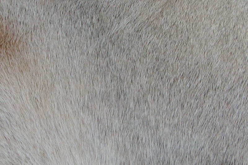 Tapete de couro de boi. Pele bovina natural. L 2,20 x C 2,40 m. Tons de ...