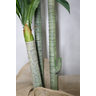 Planta Artificial de Sala Dracena com 3 Hastes Arvore Real - 2