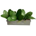 Ver imagem 1 de 3 Folhas Ornamentais de Orquídea Artificial em Silicone Toque Real com Raiz 25cm Premium