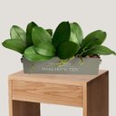 Ver mais imagens de 6 Folhagens de Orquídea Artificial Silicone Alta Qualidade Toque Real com Raiz Verde 25cm