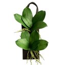 Ver imagem 6 de 6 Folhagens de Orquídea Artificial Silicone Alta Qualidade Toque Real com Raiz Verde 25cm