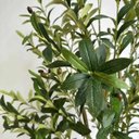 Ver imagem 2 de Planta Oliveira Artificial para Sala Real Toque com 1.80m