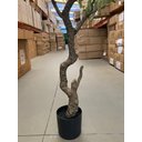 Ver imagem 5 de Planta Oliveira Artificial para Sala Real Toque com 1.80m