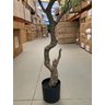 Planta Oliveira Artificial para Sala Real Toque com 1.80m - 5