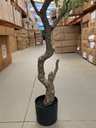 Ver imagem 5 de Planta Oliveira Artificial para Sala Real Toque com 1.80m