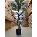 Ver mais imagens de Planta Oliveira Artificial para Sala Real Toque com 1.80m