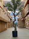 Ver mais imagens de Planta Oliveira Artificial para Sala Real Toque com 1.80m