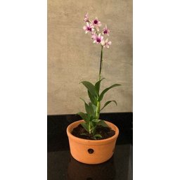 Vaso Furado de Cerâmica 26cm P/ Pendurar Orquídea Grande - 7