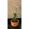 Vaso Furado de Cerâmica 26cm P/ Pendurar Orquídea Grande - 7