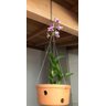 Vaso Furado de Cerâmica 26cm P/ Pendurar Orquídea Grande - 6