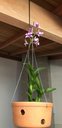 Ver imagem 6 de Vaso Furado de Cerâmica 26cm P/ Pendurar Orquídea Grande