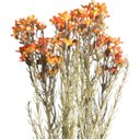 Ver imagem 5 de Haste de Flor Artificial Asteraceae Laranja 72 Cm