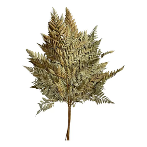 Buque Avenca Avencão Natural Pequena Samambaia Desidratada