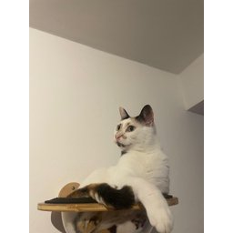 Cápsula Espacial com Bolha de Acrílico para Gatos - 4
