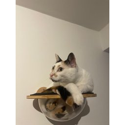 Cápsula Espacial com Bolha de Acrílico para Gatos - 3