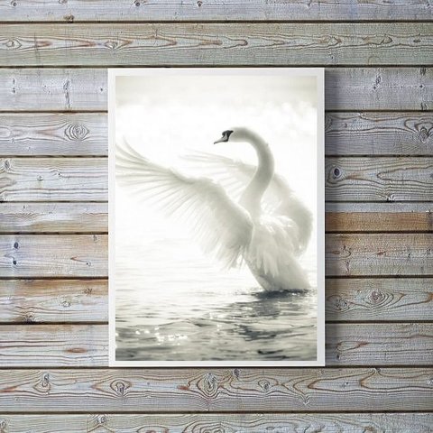 Quadro Decorativo Fotografia Cisne Branco 24x18cm:madeira Branca