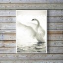 Ver imagem 1 de Quadro Decorativo Fotografia Cisne Branco 24x18cm:madeira Branca