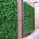 Ver mais imagens de 21 Módulos de Planta Samambaia para Parede em Jardim Vertical Interno com Folhagens de Qualidade