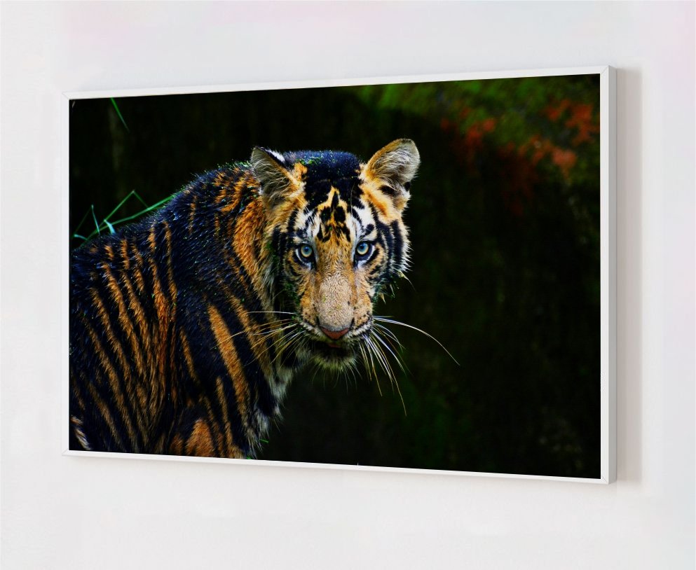 Quadro Decorativo Tigre Moldura Caixa Alta 50x70 - Branco