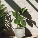 Ver imagem 6 de Vaso Cliff 33 (17l) Cor Cimento Japi