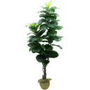 Ver imagem 1 de Arvore Planta Ficus Lyrata 180cm Tronco Real Grande Verde