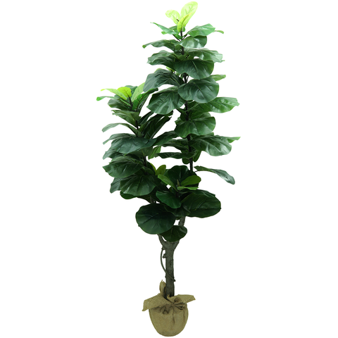 Arvore Planta Ficus Lyrata 180cm Tronco Real Grande Verde