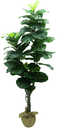 Ver imagem 1 de Arvore Planta Ficus Lyrata 180cm Tronco Real Grande Verde