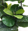 Ver imagem 2 de Arvore Planta Ficus Lyrata 180cm Tronco Real Grande Verde