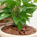 Ver imagem 2 de Casca de Pinus Premium Polida Tratada Decoração 1kg