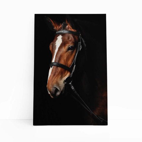 Cavalo Animais Fotografia Fundo Preto Quadro Canvas 140x90cm